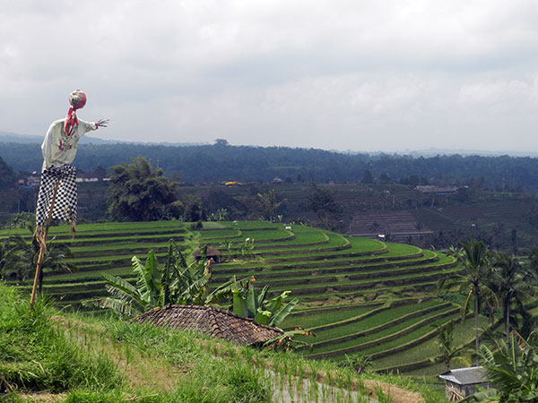 Jatilwih