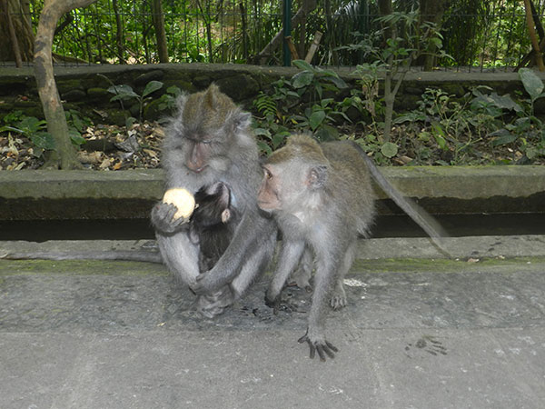 Monkey Forest