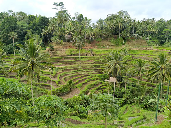 Tegalalang