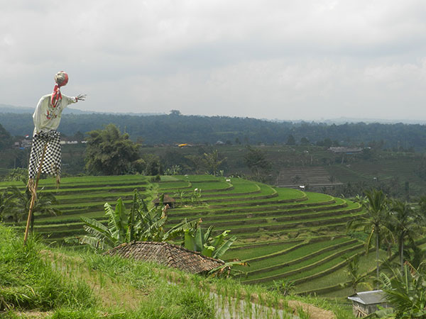 Jatilwih