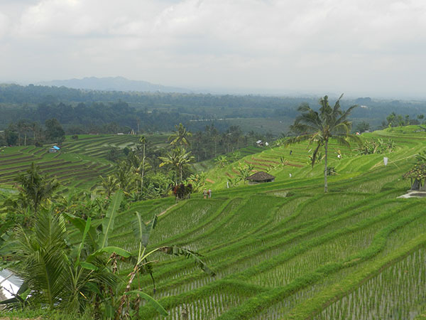 Jatilwih